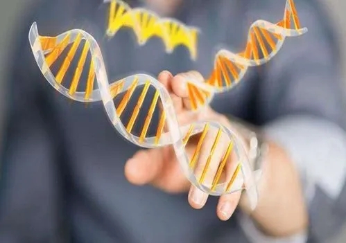 胎兒做胎兒DNA親子鑒定方法